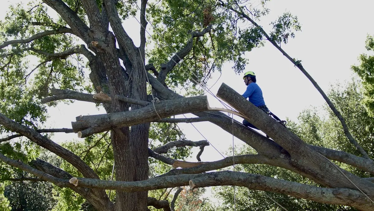 Professional Crown Thinning performed by certified arborists in Corinth