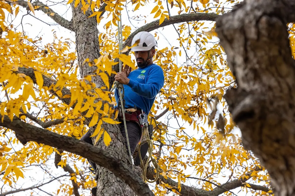 Skilled Tree Transplanting crew working in Corinth